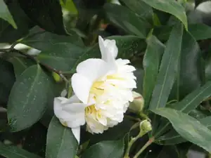 botanka kamélie