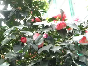 botanka kamélie