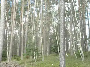 a to jsou moje milované břízy
