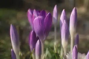 krokusy