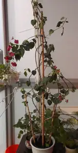 Bugatka :