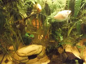 emilka12 — 15. března 2015