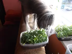 Paprika :)