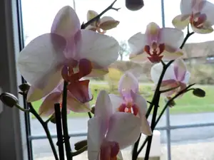 Další orchidej