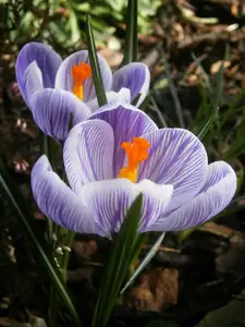Krokusy