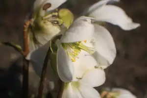 papilio — 29. března 2015