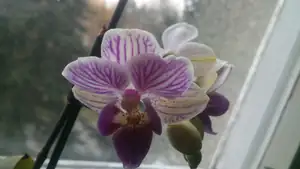 Phalaenopsis mini