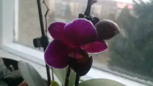 Phalaenopsis mini