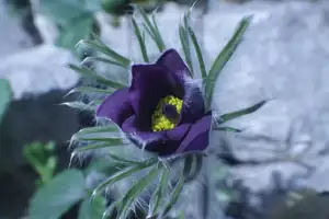 Duben 2015 zahrada.