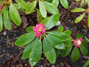 puky rododendronu