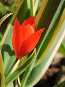 První tulipán