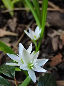 Ornithogalum