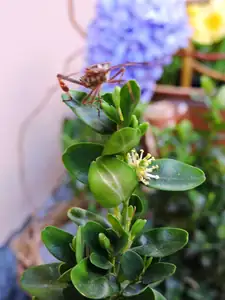 I buxus kvete