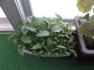 Paprika roste