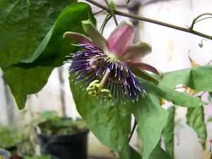 Passiflora belotii /mučenka/
