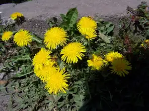 pampeliška
