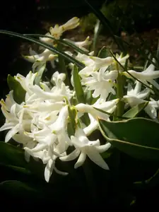 Hyacinty