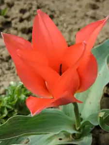 Skalkový tulipán