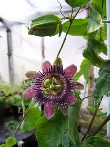 Passiflora Belotii