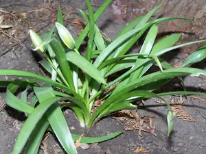 Tulipa tarda botanický tulipán