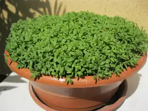 Řeřicha