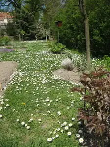 Samá sedmikráska-krása