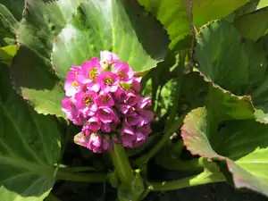 Bergenie