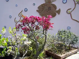 Jablon jako bonsai