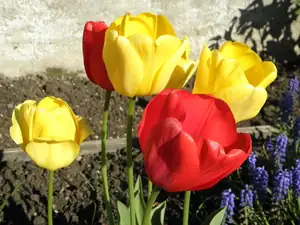 ...tulipány...
