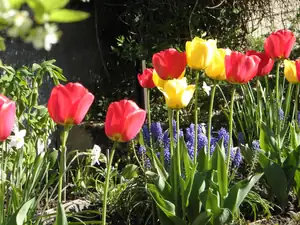 ...a ještě tulipány...