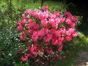 iris66 — 8. května 2015