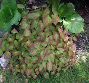 iris66 — 8. května 2015