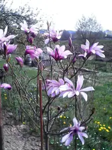 magnolie