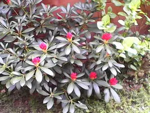 rododendron