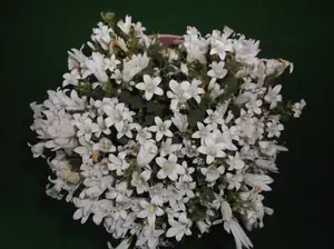 emilka12 — 17. května 2015