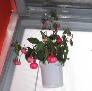 Fuchsie