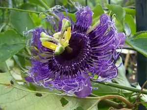 passiflora byte-mučenka