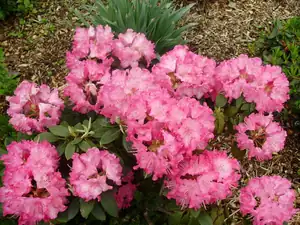Rhododendron