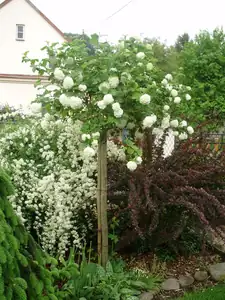 Kalina z odkopku