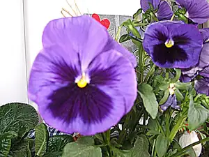 iris66 — 26. května 2015