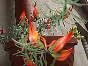 iris66 — 26. května 2015