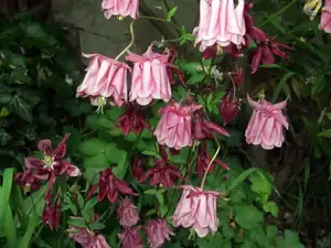 iris66 — 26. května 2015