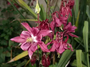 iris66 — 26. května 2015