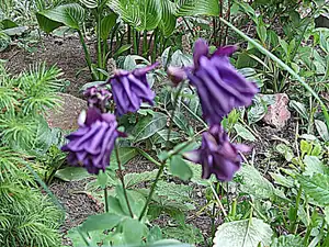 iris66 — 26. května 2015