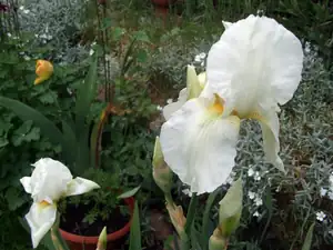 iris66 — 26. května 2015