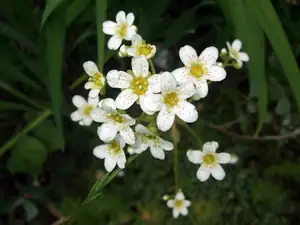 iris66 — 26. května 2015
