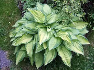 iris66 — 26. května 2015