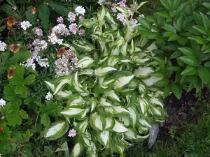 iris66 — 26. května 2015