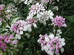 iris66 — 26. května 2015