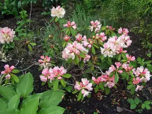 iris66 — 26. května 2015